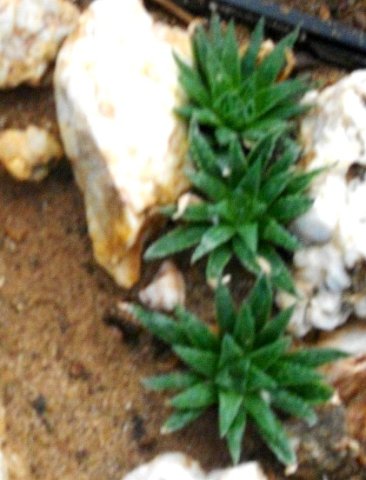 Haworthia variegata var. modesta