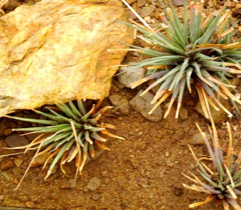 Haworthia wittebergensis