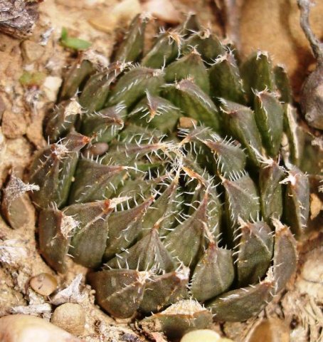 Haworthia arachnoidea var. nigricans 