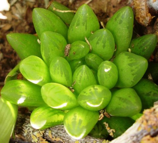 Haworthia mucronata var. mucronata
