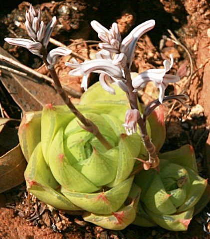 Haworthia species