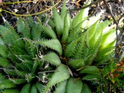 Haworthia