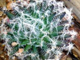 Haworthia arachnoidea