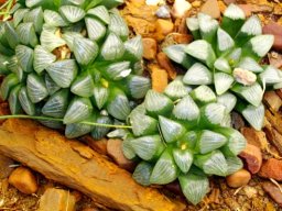 Haworthia bayeri