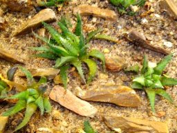 Haworthia chloracantha