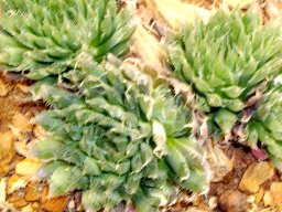 Haworthia cooperi var. cooperi