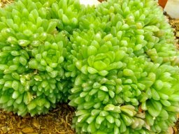 Haworthia cooperi var. picturata