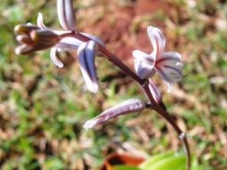 Haworthia cymbiformis flowers