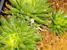 Haworthia herbacea var. herbacea