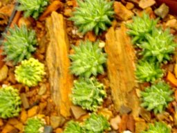 Haworthia herbacea var. paynei