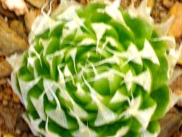 Haworthia lockwoodii drying out for summer