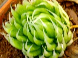 Haworthia lockwoodii