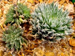 Haworthia marumiana var. dimorpha 