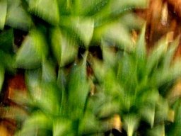 Haworthia mirabilis var. triebneriana