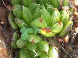 Haworthia mucronata