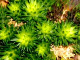 Haworthia pulchella var. globifera