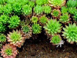 Haworthia reticulata var. reticulata