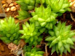 Haworthia reticulata var. subregularis