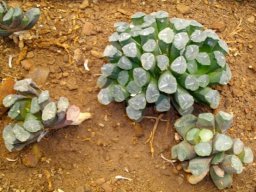 Haworthia truncata var. maughanii
