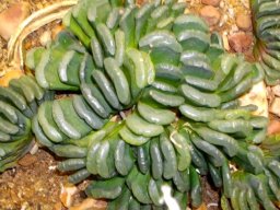 Haworthia truncata var. tenuis
