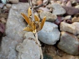 Haworthia truncata var. truncata after blooming
