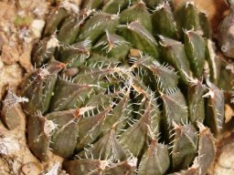 Haworthia arachnoidea var. nigricans 