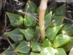 Haworthia emelyae var. multifolia
