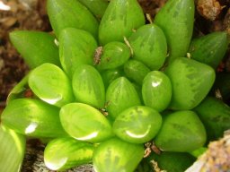 Haworthia mucronata var. mucronata
