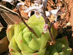 Haworthia species