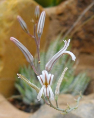Haworthiopsis attenuata var. attenuata flower