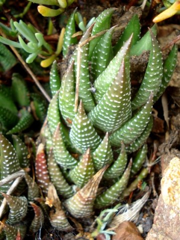 Haworthiopsis reinwardtii column of leaves