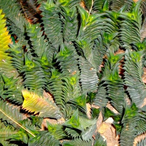 Haworthiopsis viscosa lush and lekker