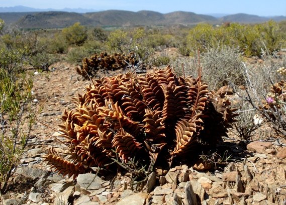 Haworthiopsis viscosa retaining old flower stalks