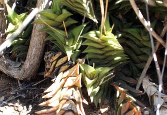 Haworthiopsis viscosa green leaves