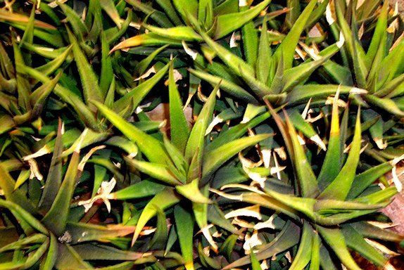 Haworthiopsis attenuata var. glabrata