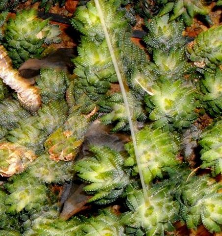 Haworthiopsis coarctata var. adelaidensis