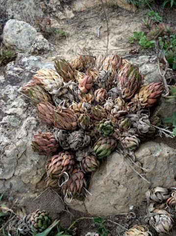 Haworthiopsis coarctata var. coarctata stems, young and old
