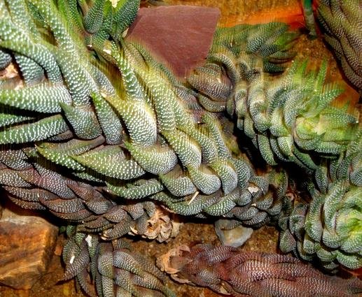 Haworthiopsis coarctata var. coarctata