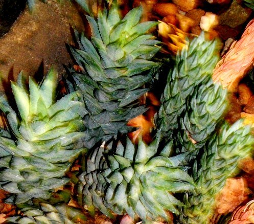 Haworthiopsis glauca var. herrei