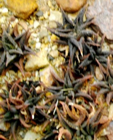 Haworthiopsis limifolia var. limifolia struggling