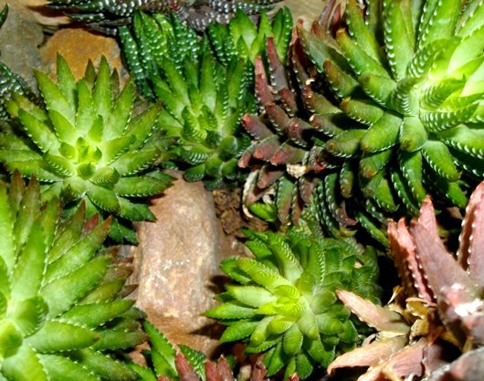 Haworthiopsis reinwardtii var. reinwardtii