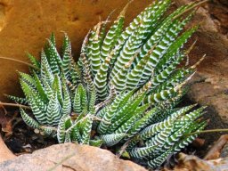 Haworthiopsis