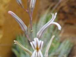 Haworthiopsis attenuata var. attenuata flower