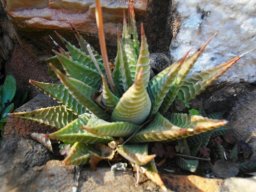 Haworthiopsis limifolia var. limifolia