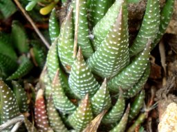 Haworthiopsis reinwardtii column of leaves