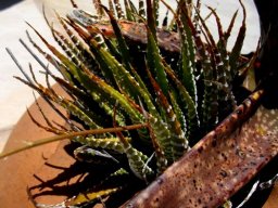 Haworthiopsis