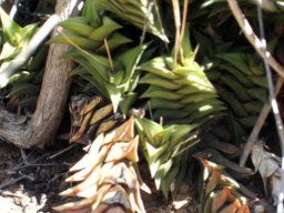 Haworthiopsis viscosa green leaves