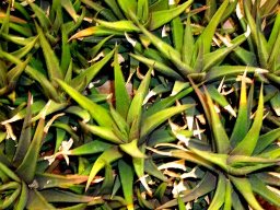 Haworthiopsis attenuata var. glabrata