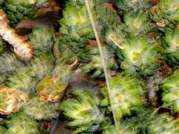Haworthiopsis coarctata var. adelaidensis