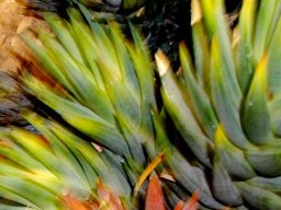 Haworthiopsis glauca var. glauca